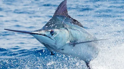 February 15, 2025 Los Suenos Fishing Report