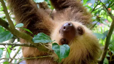 Sloth Spotting in Manuel Antonio: Your Wildlife Guide