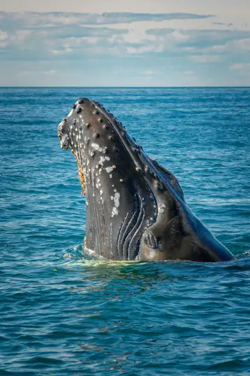 Humpback whale calf Costa Rica whale watching tours Manuel Antonio