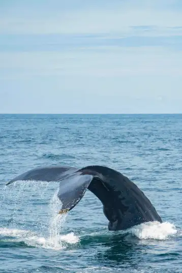 Manuel Antonio Costa Rica humpback whale migration