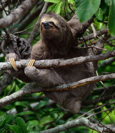 sloth in costa rica