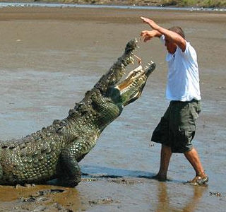 man with crocodile in Tarcoles River