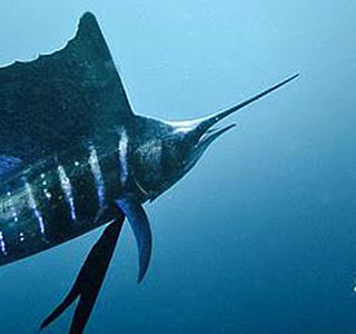 billfish in the Central Pacific out of Los Suenos Costa Rica