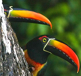 Toucans in Manuel Antonio National Park in Costa Rica