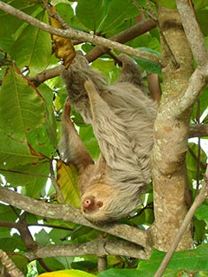 Manuel Antonio Wildlife - Sloth