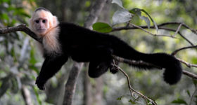 Four Fantastic Wildlife Experiences in Costa Rica