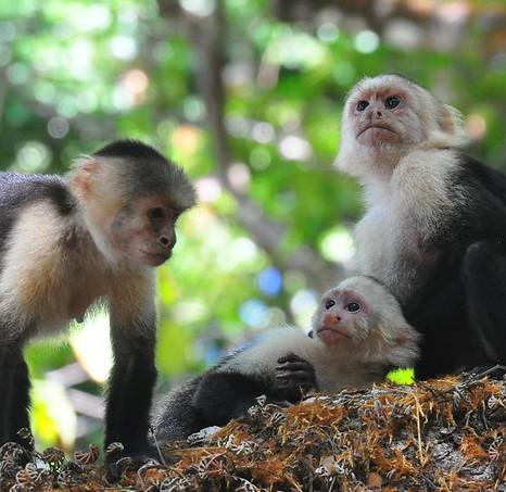 monkeys in a forest in costa rica
