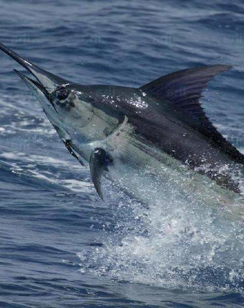 sailfish in Costa Rican ocean