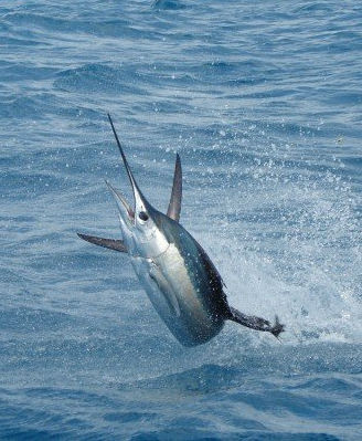 sailfish on the line on a fishing trip