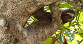 Wildlife Encounters in Manuel Antonio Park