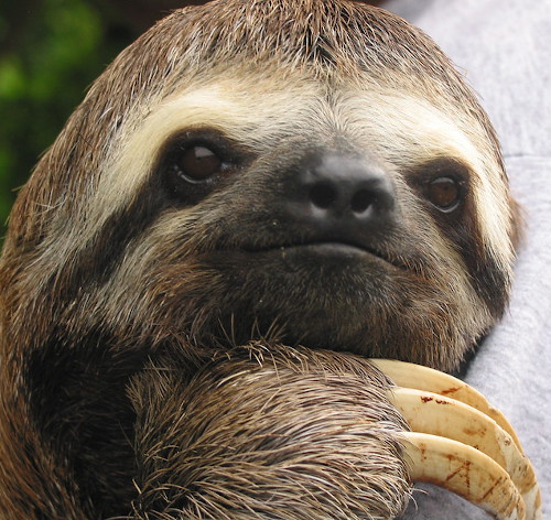 sloth in a forest in costa rica