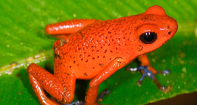 7 Exotic Animals You May Only Encounter in Costa Rica