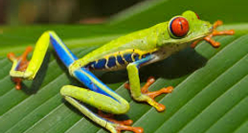 6 Reasons to Visit Costa Rica in the Green Season