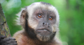 5 Ways to Meet Monkeys in Costa Rica