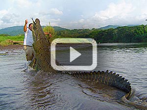 crocodile mangrove tour costa rica