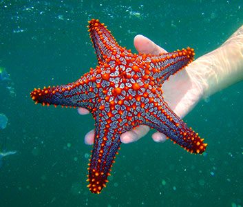 Tortuga Island starfish